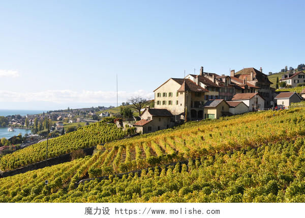在瑞士的日内瓦湖的熔丝地区的葡萄园